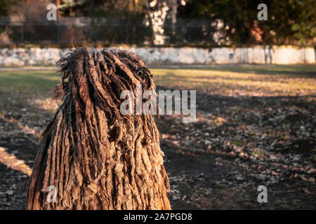 Brown shaggy dog walking in the park.berger Hongrois Hongrois.race de chien Puli.Close up Portrait of chef Puli Banque D'Images