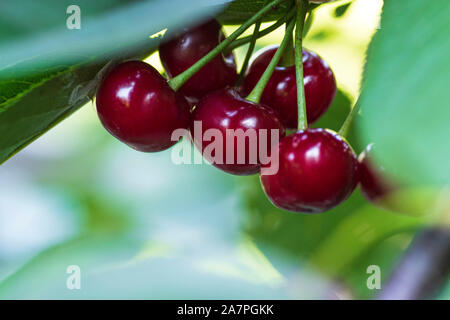 Cerises biologiques rouge sur une branche de cerisier,branch-macro,cerises mûres sur une branche. Banque D'Images