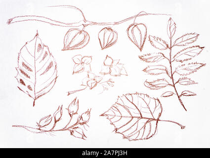 Feuilles de croquis de Linden, Rowan, noyer, physalis les fruits, fleurs hortensias .Sangina dessin sur fond blanc. Banque D'Images