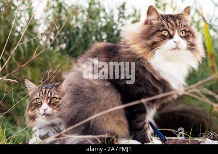 Deux beaux chats moelleux de suite. vue rapprochée. le chat sur la gauche est un chat des forêts norvégiennes. sur la droite, son frère d'accueil. Banque D'Images