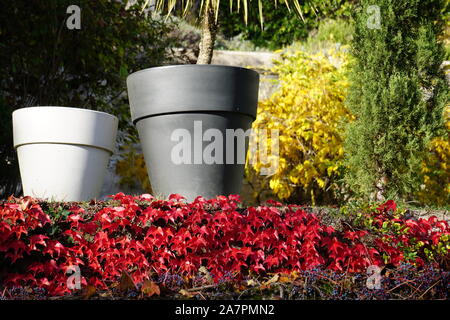 Gros pots de fleur par un vieux mur de pierre avec lierre grimpant rouge Banque D'Images