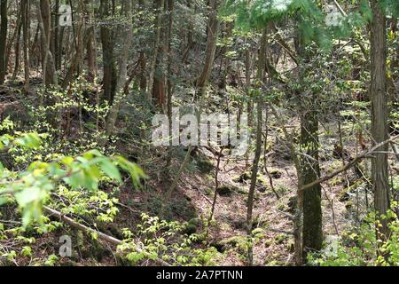 Forêt Aokigahara infâme dans le Parc National de Fuji-Hakone-Izu du Japon. La forêt est connue sous le nom de forêt du suicide. Jusqu'à 100 suicides ont lieu ici chaque Banque D'Images