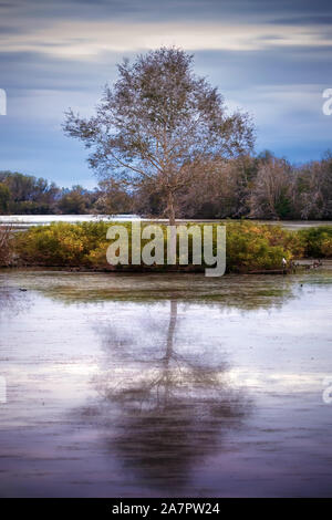 Une petite oasis dans un lac, où un grand arbre s'élève dont l'image se reflète à la surface de l'eau par la lumière du coucher de soleil. Banque D'Images