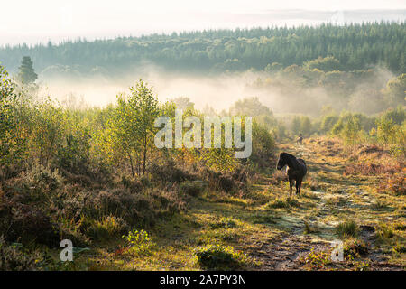 Semi-sauvages sur poney landes gérés dans près de Trellech, au Pays de Galles. Banque D'Images