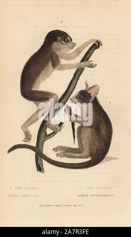 Mince rouge loris, Loris tardigradus (en voie de disparition) et le Sénégal, bushbaby Galago senegalensis. Coloriée à la gravure sur cuivre de Edward Griffith le royaume animal par le Baron Cuvier, Londres, Whittaker, 1824. Banque D'Images