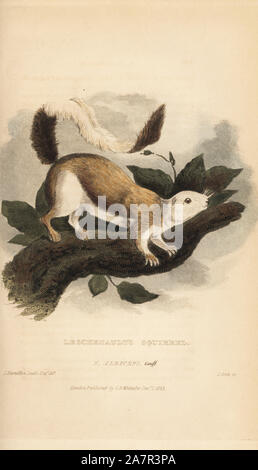 Écureuil géant noir ou écureuil géant malais, Ratufa bicolor. (L'écureuil Leschenault, Sciurus albiceps). Coloriée à la gravure sur cuivre par J. Scott après une illustration par Charles Hamilton Smith, de Edward Griffith le royaume animal par le Baron Cuvier, Londres, Whittaker, 1825. Banque D'Images