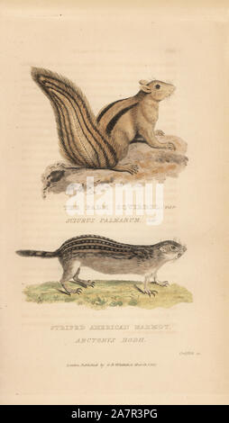 Écureuil indien, Funambulus palmarum, et spermophile rayé, Ictidomys tridecemlineatus spermophile (écureuil, Sciurus palmarum et rayés de la marmotte de l'Américain, Arctomys. hodii) coloriée à la gravure sur cuivre par Griffith, Harriet ou Edward, de Edward Griffith le royaume animal par le Baron Cuvier, Londres, 1827, Whittaker. Banque D'Images