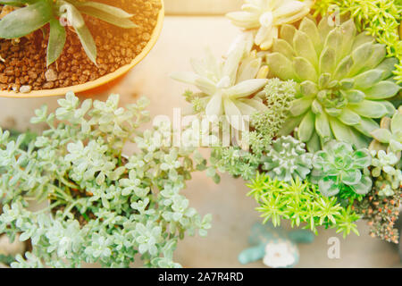 Plante succulente vert jardin dans petit pot pour la décoration de la maison avec la lumière du soleil du matin vue du dessus. Banque D'Images