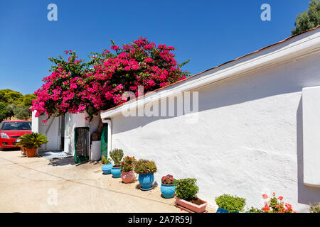 Maison rurale traditionnelle dans le sud de la Grèce avec la floraison des azalées rouge près du mur blanc d'une maison d'un étage sur un fond de ciel bleu. Banque D'Images