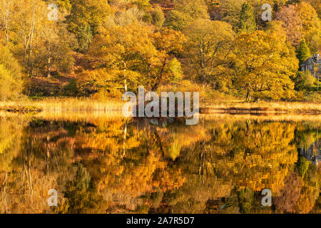 Golden Autumn reflections on Rydal l'eau dans le Lake District, Cumbria England UK Banque D'Images