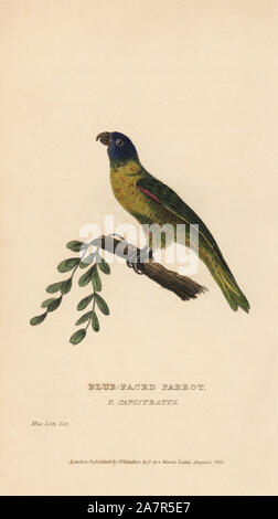 Shining masqués parrot, Prosopeia personata (Blue-faced parrot, Psittacus capistratus). Gravure coloriée d'un spécimen de la Linnean Society Museum de Edward Griffith le royaume animal par le Baron Cuvier, Londres, Whittaker, 1829. Banque D'Images