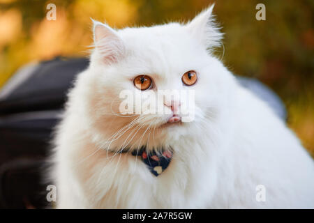 Beau chat Angora Turc avec de longs cheveux blancs Banque D'Images