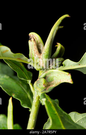 Un exemple d'un Ram's Horn-gall croissant sur un chêne. Le culot est causée par le gall wasp Andricus aries. Dorset England UK GO Banque D'Images