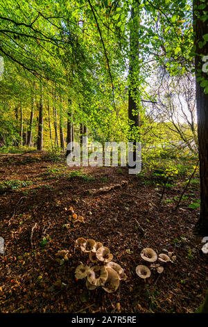 Un rassemblement de 'Parade' entonnoir de champignons dans une forêt d'automne Banque D'Images