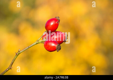 Ripe rosehips growing long d'un sentier public en novembre dans un contexte de feuilles en automne. Dorset England UK GO Banque D'Images