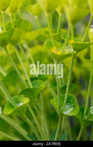 Euphorbia usine après la pluie de printemps Banque D'Images