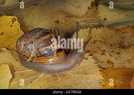 Spécimen d'escargot, Cornu aspersum Banque D'Images