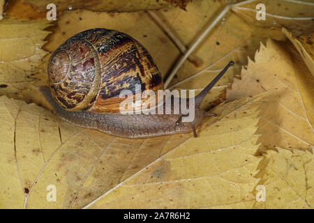 Spécimen d'escargot, Helix aspersa Banque D'Images