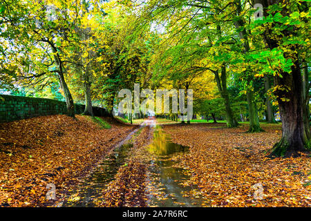 Scène d'automne avec route mouillée avec les flaques d'eau et un tapis de feuilles Banque D'Images