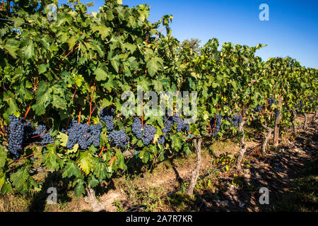 Les cultures de raisin consacrées à l'élaboration du célèbre vin Rioja, Casalarreina, Espagne. Banque D'Images