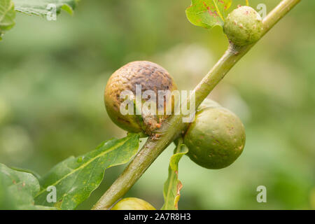 En galles croissant sur un chêne. Ces galles sont causés par le gall wasp, Andricus kollari. Dorset England UK GO Banque D'Images