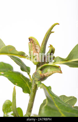 Un exemple d'un Ram's Horn-gall croissant sur un chêne. Le culot est causée par le gall wasp Andricus aries. Dorset England UK GO Banque D'Images