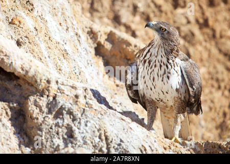 Aigle de Bonelli ou Aquila fasciata perché sur une pente de roche. Prise de vue en soirée Banque D'Images