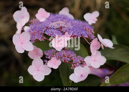 L'Hydrangea aspera 'Hot Chocolate' affichage fleurs lacecap distinctif qui couvre un spectre de couleurs Banque D'Images