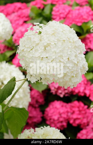 L'Hydrangea arborescens Annabelle affichant des grandes fleurs en août. UK Banque D'Images