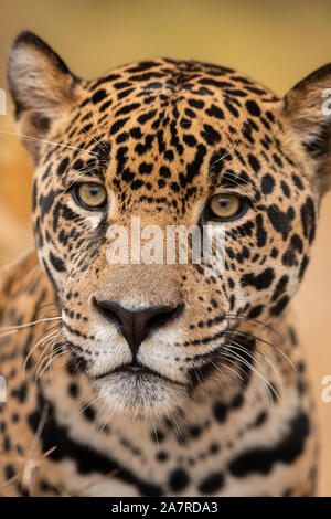 Un Jaguar (Panthera onca) close-up portrait Banque D'Images