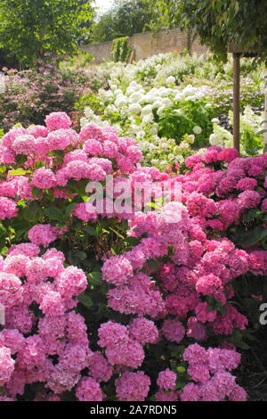 Vue sur une partie de la Collection nationale d'hydrangea - la plus grande collection en Grande-Bretagne - à Darley Park, Derby, England, UK Banque D'Images