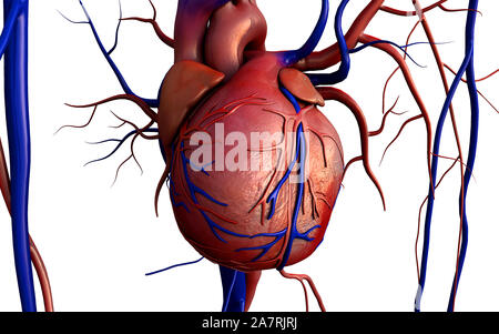 Modèle coeur w/chemin de détourage, coeur de l'homme modèle, chemin complet inclus, coeur de l'homme pour l'étude médicale, les droits de l'anatomie cardiaque Banque D'Images