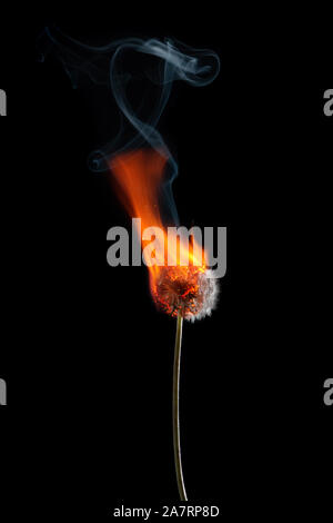Le pissenlit sur le feu brûlant de la fumée et des flammes isolé sur fond noir Banque D'Images