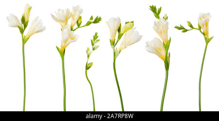 Le freesia fleurs blanches brindilles ensemble avec des bourgeons à fleurs isolé sur fond blanc Banque D'Images