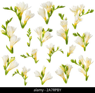 Le freesia fleurs et bourgeons design elements isolé sur fond blanc. Fleurs de freesia blanc et jaune pour carte d'invitation floral design. Banque D'Images