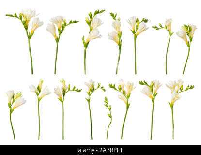 Fleurs de freesia fleurs collection brindilles ensemble isolé sur fond blanc. Banque D'Images