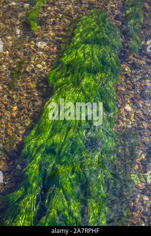 Vue détaillée de la texture des algues vertes sous l'eau de la rivière... Banque D'Images