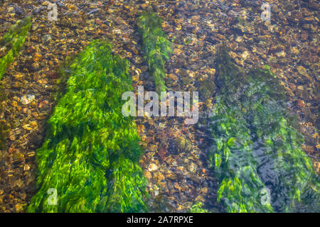 Vue détaillée de la texture des algues vertes sous l'eau de la rivière... Banque D'Images