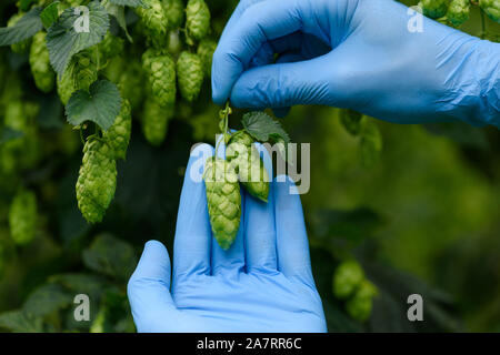 Les cônes de houblon dans les mains des agriculteurs venu d'inspection hop prêt pour récolte la production de bière Banque D'Images