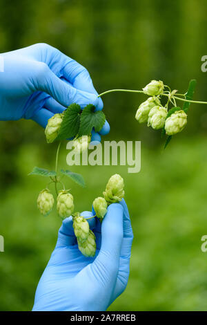 Les cônes de houblon brindille dans les mains des agriculteurs. Humulus lupulus hop pour la production de bière. Banque D'Images