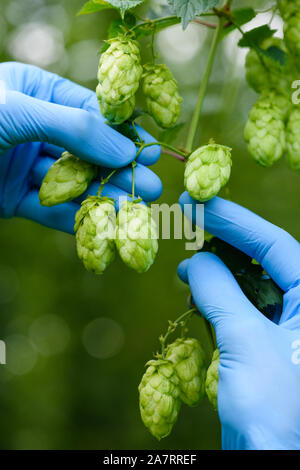 La qualité de l'inspection des fermes de houblon et de maturité agriculteur contrôle de cônes de houblon en champ de cour agricole. Banque D'Images