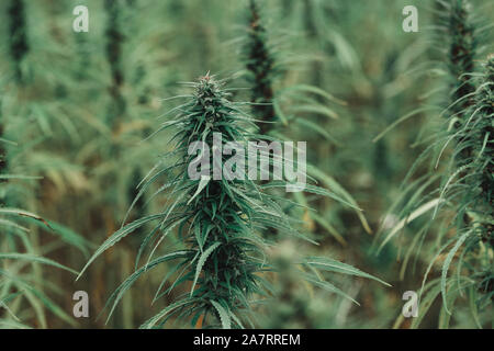 Les plants de marijuana cannabis plantation sur le terrain à la ferme Banque D'Images