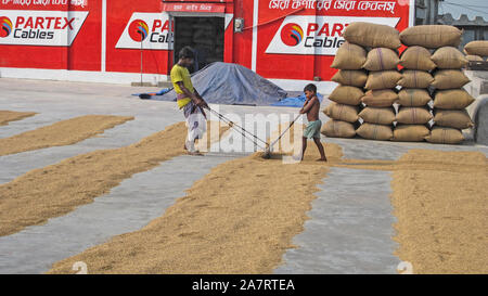 DHAKA Bangladesh munshiganj 2019 occupé à tondre le paddy le temps est compté les agriculteurs.y© Nazmul Islam/Alamy Stock Photo Banque D'Images