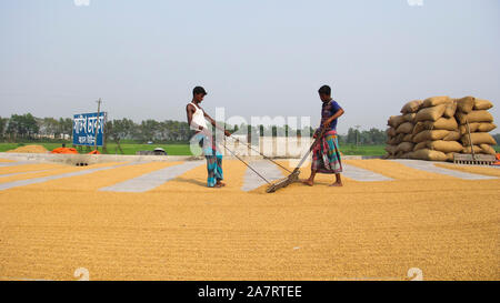 DHAKA Bangladesh munshiganj 2019 occupé à tondre le paddy le temps est compté les agriculteurs.y© Nazmul Islam/Alamy Stock Photo Banque D'Images