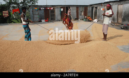 Agriculture 25mar2006munshiganjDhakabanglagesh les agriculteurs sont occupés à battre du paddy © Nazmul Islam/Alamy Live news. Banque D'Images