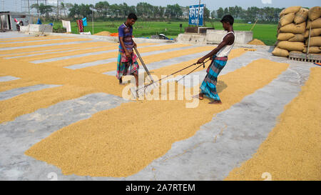 DHAKA Bangladesh munshiganj 2019 occupé à tondre le paddy le temps est compté les agriculteurs.y© Nazmul Islam/Alamy Stock Photo Banque D'Images