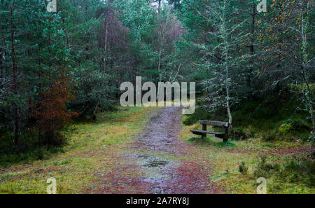 Banc dans les bois Banque D'Images