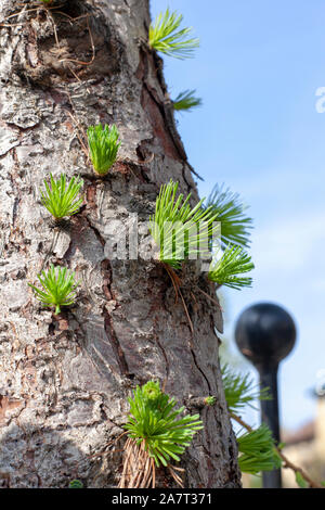 Gros plan du mélèze d'Europe (Larix decidua) sur l'écorce d'un arbre de la rue, Hoxton, Londres N1 Banque D'Images