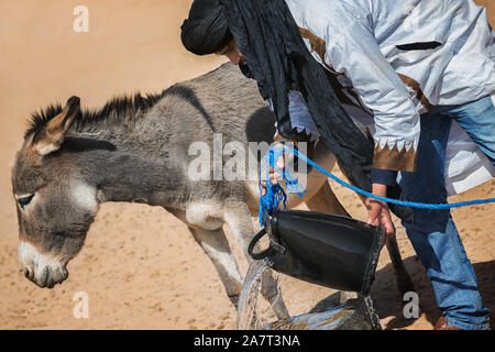 Un nomade de l'eau donne à un âne d'un puits dans le désert. Banque D'Images