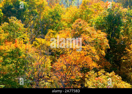 Les feuilles des arbres d'or en épaisses forêts à l'automne automne, vue de dessus de la cime des arbres d'automne, l'orange vif et rouge, État Solana Histori Banque D'Images